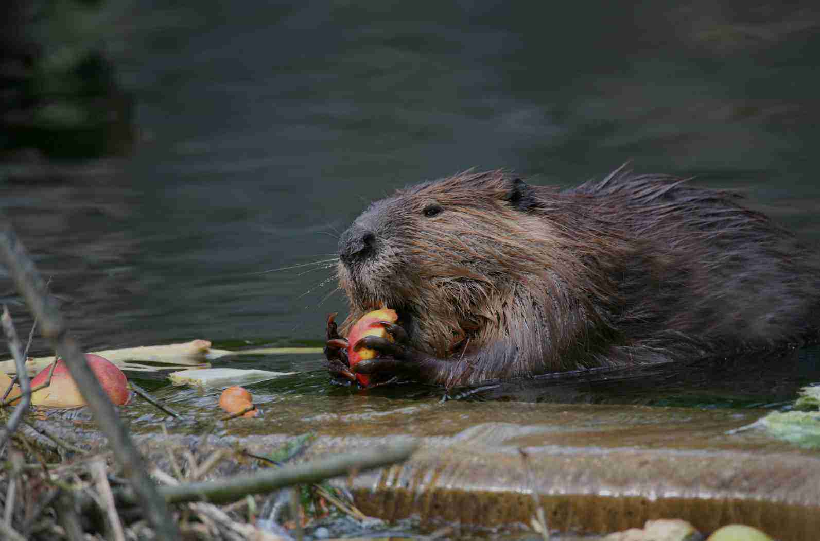 Trapping Beaver